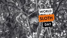 Sloth in tree with text overlaid stating world sloth day