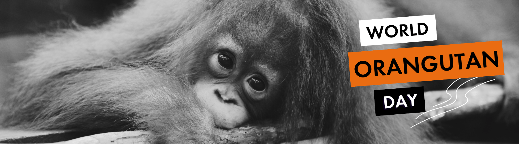 Orangutan Day