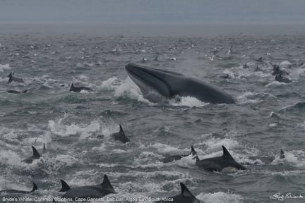 Bryde's Whale, Common dolphins and cape gannets at Algoa Bay, South Africa Whale Heritage Area. Image credit by: WCA / Lloyd Edwards / Raggy Charters.