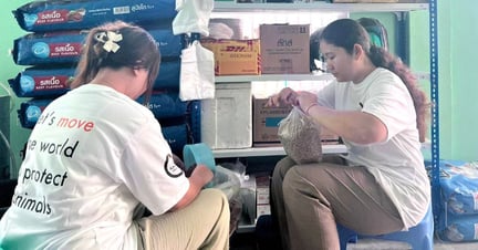 Urgent animal relief is ongoing in Mandalay after earthquake. Photo Credit: (c) Let's Save The Strays, International LLC