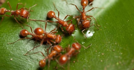 Harvester ants gather on a leaf