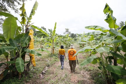 Transformed Elephant sanctuary based in Wang Thong District, Phitsanulok Province. Credit: World Animal Protection