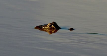 A young wild crocodile swims freely in open waters, its head surfaced as it swims.