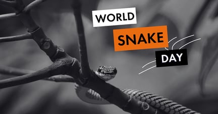 Snake in tree looking at camera