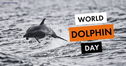 World Dolphin Day black and white image of dolphin jumping out of water. Credit: Dave Hamilton