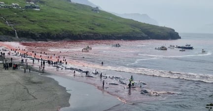 The June 12th pilot whale hunt in the Faroe Islands. Locals gather to catch and kill pilot whales, turning the waters red.