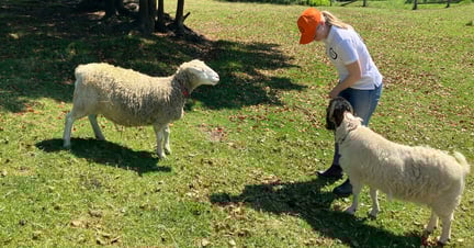 Two sheep in field with world animal protection advocate