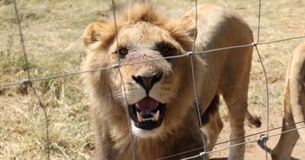 Pictured; A lion at an undisclosed venue in South Africa offering petting and interaction with big cats. The venue has industrial scale pens of larger, young lions and tigers mixed together. These are cubs that have grown too big for the visitor petting experiences. They are likely to become targets for canned hunting, with their bones then being used in traditional medicine. Image credit: World Animal Protection
