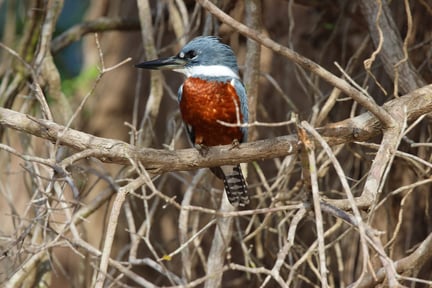 Aquidauana is an area of Mato Grosso do Sul province and the home of the Pantanal. Credit: World Animal Protection