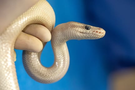 Pictured; Ball python, Czech Republic.  Credit Line: World Animal Protection / Aaron Gekoski
