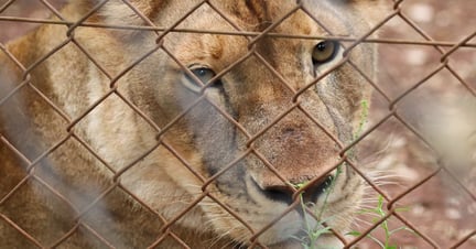 A Lion in captivity in an undisclosed location in Africa. Image credit: World Animal Protection