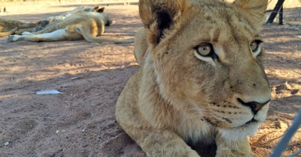 A close up of a female lion in a captive, barren enclosure. World Animal Protection conducted an investigation into lion parks and the use of wildlife as entertainment.