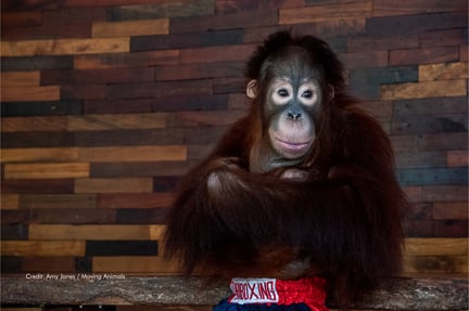 A young orangutan at Phuket Zoo, Thailand. He is used for tourist photographs and shows. Credit: Amy Jones / Moving Animals