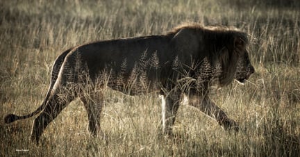 A wild lion walks in the grasslands in Hwange National Park, Zimbabwe. Image credit: World Animal Protection / Aaron Gekoski