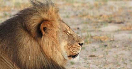 A side portrait of Cecil the lion, who was killed on July 1st 2015.
