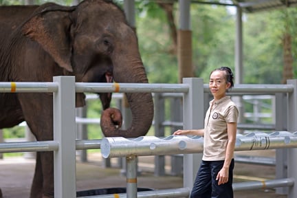 Elephant Forest Phitsanulok (EFP), formerly Sappraiwan Elephant Sanctuary (SES), opened as a pioneering model for elephant-friendly tourism, the first of its kind in the region. Credit: World Animal Protection