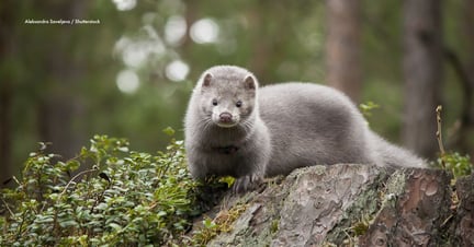 Young mink in the wood on the stub. Mink are commonly farmed for their fur in the fashion industry. Image credit: Aleksandra Saveljeva / Shutterstock