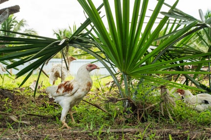 World Animal Protection in partnership with research and grant making foundation, Open Philanthropy, created a regranting programme called Investing in Others (IiO). This initiative provides financial and technical support to grassroots organisations across Southeast Asia to increase their potential to advocate for improved farmed animal welfare across the region. Our team visited Kid Dee Farm, a pilot organic chicken farm in Thailand, overseen by Patom Organic Living. With our support, they are launching a project to bring their partners together to offer organic plant-based products and organic chicken that is humanely raised, Patom are working together with 150 organic farmers and various partners to support them to switch from conventional to organic farming practices. Pictured; Free range chicken are roaming arond June 29, 2023 at Kid Dee Farm in Nakhon Pathom Province, app. 2H drive North East of Bangkok.   In Thailand, World Animal Protection and Patom Organic Living are working with Kid Dee Farm to pilot a high welfare broiler chicken farm. The pilot project will serve as a model to demonstrate how Responsible Minimum Farm Standards for broiler chicken production can be incorporated into an organic farm standard and serve as a model for potential adoption across the organic farm network.  Photo by David Hogsholt for World Animal Protection.
