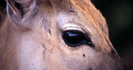 Antelopes in the wild. A close up of an antelope's eye. Photo credit: WSPA.