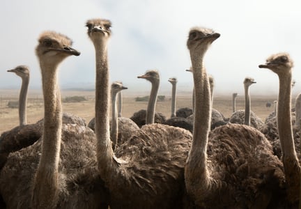 Group of ostriches on a farm with misty clouds; Shutterstock ID 75234091; licensed for use globally in all media.. Credit: Johan Swanepoel/Shutterstock