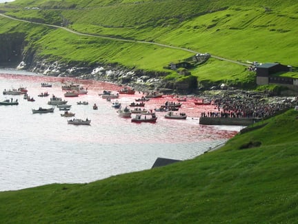 Faroe Island pilot whale drive. Credit: WSPA