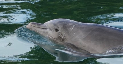 Dolphin with excessive rake marks at TUI venue