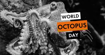 Octopus on rock underwater featuring the text World Octopus Day