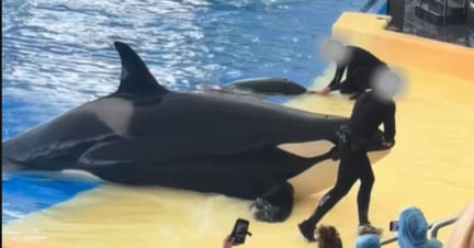 Captive orca Morgan, and her four month old calf Teno, performing to a large crowd in Loro Parque. Trainers are enticing them to do tricks with the reward of dead fish.