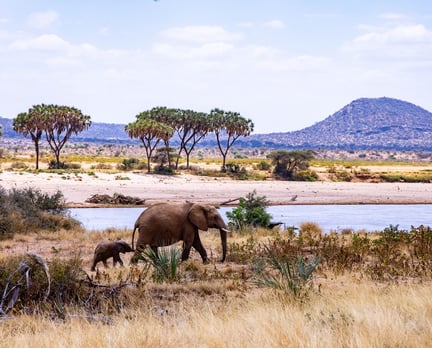 Elephants captured at Samburu National Reserve on 13th August 2025. Samburu National reserve is in Northern Kenya.