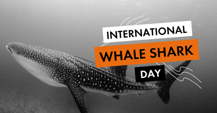 A whale shark in the wild, overlay text: International Whale Shark Day
