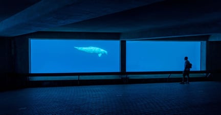 A captive beluga at Marineland, Niagara Falls, Canada. Image credit: World Animal Protection / Sasha Rink