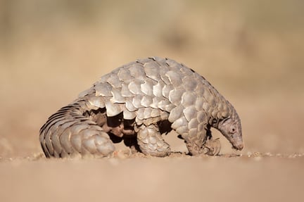 Wild pangolin walking away from screen