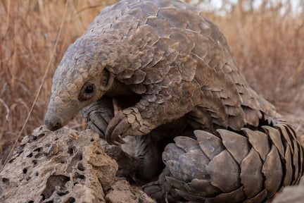 Wild pangolin sitting with claws together looking off camera