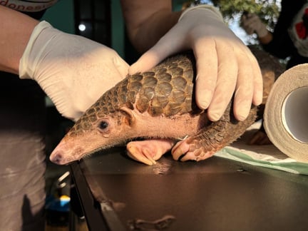 Sunda pangolin rescued by JAAN from the illegal pet trade