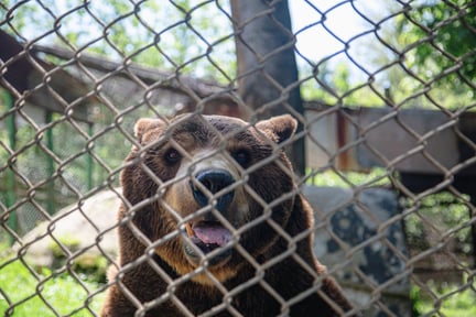 In June 2024, World Animal Protection visited Baloo to gather some new content of the squalid conditions in which he is kept to support our campaign to free Baloo.