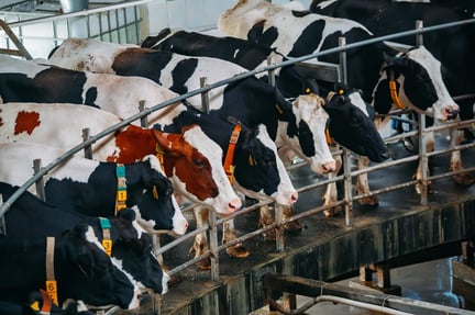 Milking cows in automatic industrial milking rotary. iStock.com/Sergio Hanquet