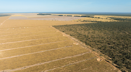 Land destroyed for soy monoculture