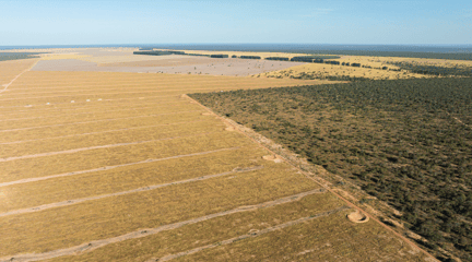 Land destroyed for soy monoculture