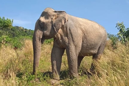 Elephant