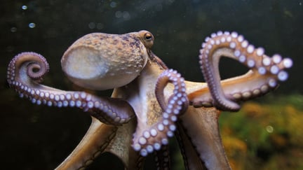 Octopus