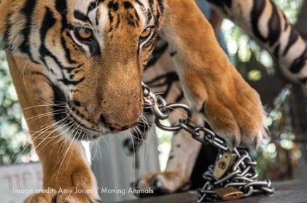 Tiger in chains
