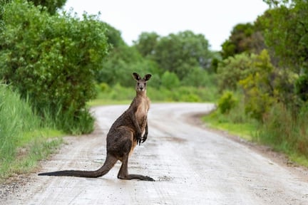 Kangaroo in Victoria