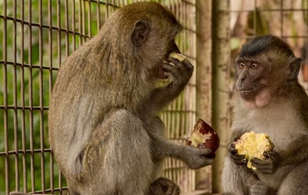 Unyil and Ucil rescued monkeys