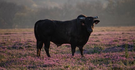 A bull stands in a open meadow, looking to the camera, surrounded by the morning light and small purple flowers