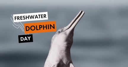 An Amazon River Dolphin (Inia geoffrensis), also known as the pink river dolphin or boto, surfacing in the murky waters of the Amazon River. Native to the Amazon and Orinoco river basins. Image credit: SANDARU-KGL / Shutterstock