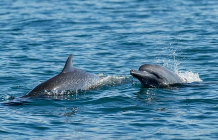 Golfo Dulce Whale Heritage Area in Costa Rica. Credit: Dave Hamilton