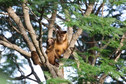 Monkey with baby in brazil, Aquidauana, Brazil
