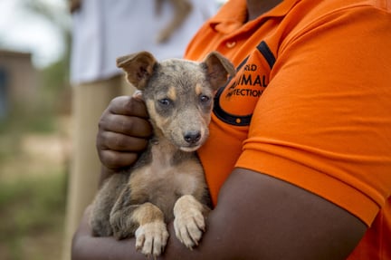 Fear of stray dogs