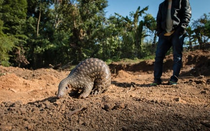a pangolin in the wild