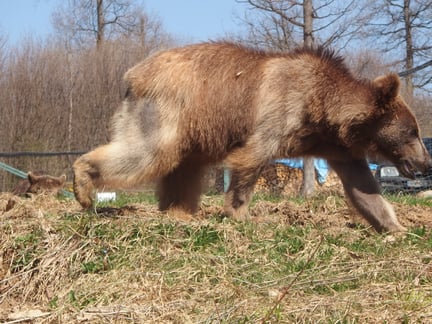 Bear from Gyumri Zoo at Romanian sanctuary